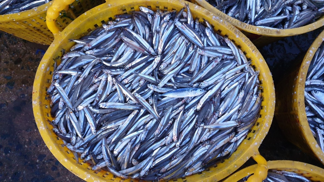 Cá cơm xuất hiện nhiều ở Việt Nam và được nhiều người ưa chuộng