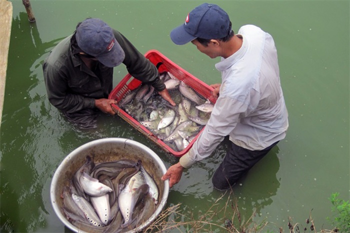 Mùa đánh bắt cá sông La Ngà