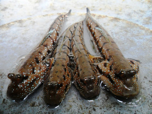 Cá bống – loại cá nước ngọt có giá trị dinh dưỡng cao